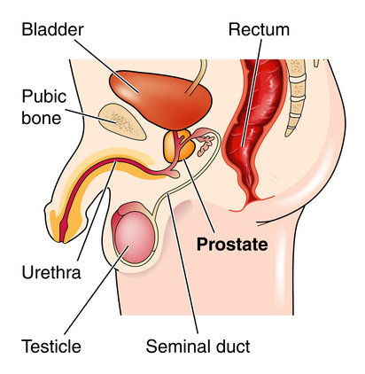 healthy prostate)